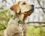 Personalize Engraved Pet Dog Tag Silicone Stainless Steel Dog ID Tag Anti-lost Pet Nameplate Tags For Dog Cat Tensile Rubber - Image 7