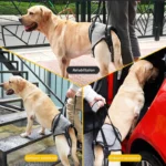 Adjustable Dog Lift Harness for Large Dogs Soft Padded Pet Rear Leg Support for Old Disabled Joint Injuries Dog Back Leg Hold - Image 3