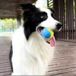 1pc Dog Toy Durable Crew Ball Pet Grinding Teeth Toy For Dog Interactive Supplies Chew Pet Supplies - Image 3