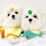 10/20pcs Flower Shape Dog Hair Bows Dog Bow Grooming Plaid Pure Mix Colors Cat Hair Bowknot Rubber Bands For Small Dogs Supplies - Image 6
