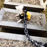 Funny Dog Leash Simulation Life-Like Iron Chain For Large Medium Small Pet Dog Accessories Dog Collar Dog leash Things For Dogs - Image 5