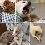 1 PC Natural Coffee Wood Dog Chew Stick Durable Dental Teeth Cleaning Molar Toy for Pet Small Large Dogs Stress Relief Teething - Image 4