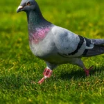 50pcs Durable Pigeon Leg Bands Numbered Racing Poultry Identification Foot Rings For Foreign Birds Chicken Bird Snap Ring - Image 2