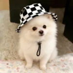 Cute Print Dog Hat for Small Medium Dogs Adjustable Pet Cap Puppy Pug Corgi Dachshund Hats mascotas perros Accessories - Image 5