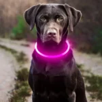 USB Rechargeable Fiber Optic Collar Pet Dog LED Light Collar Luminous Anti-Lost Dog Collar USB Rechargeable Dog Necklace Collar - Image 4