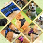 Dog Harness Leash Set Adjustable Pet Chest Strap For Small Medium Dogs Outdoor Dog Walking Chest Strap Pets Supplies - Image 2