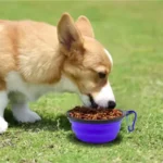 Durable TPR Portable Pet Food Bowl for Cats And Dogs Silicone Collapsible Travel Outdoor Water Food Bowl for Pets - Image 3