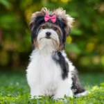 20pcs Cute Pet Dog Hair Bows Solid Grooming Bows with Rubber Band Gifts for Small Dogs Hand-made Headwear Dog Supplies - Image 4