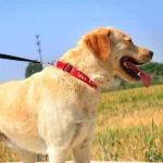 Personalized Nylon Embroidered Dog Collars Customized Puppy ID Name Collar for Small Medium Large Dogs Adjustable Pet Collar - Image 5