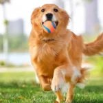 Dog Toy Ball Dog Fetch Ball Toy Tough Pet Ball Puppy Chew Toy Solid Elastic Jumping Ball Pet Accessories For Large Medium Small - Image 3
