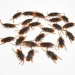 50/10/5PCS Fake Cockroach Centipede Scorpion Kids Trick Props Fake Roaches Plastic Bugs Toy Party Supplies Halloween Decoration - Image 6