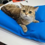 Animal Surgical Accessories Pet Vacuum Positioning Mat Small Veterinary Examination Pad Pet Care Room 100x60cm 60x40cm - Image 2