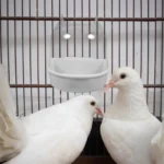 Bird Bath Cage Covered Semi Transparent Detachable Easy Small Birds Canary Parrot Bath Shower Bathing Bowl - Image 2