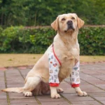 Dog Puppy Elbow Brace Protector Pet Soft Breathable Pain Relief Shoulder Support Elbow Sleeves Pads for Canine Elbow Wound - Image 4