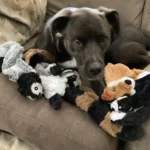 Funny Simulated Animal No Stuffing Dog Toy with Squeakers Durable Stuffingless Plush Squeaky Dog Chew Toy Crinkle Pet Squeak Toy - Image 5