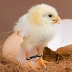 100 PCS Braces Chicken Identification Band Leg Bands Spraddle Poultry Black for Chicks Splay Correction