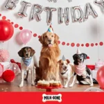 Celebrate Birthday Cake Artificially Flavored Biscuits, Small Dog Treats, 8 oz. Bag - Image 6