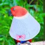 2Pcs Parrot Bird Recovery Collar Adjustable Neck Size Anti Bite Wound Recovery Collar for Small Birds Treatment Healing