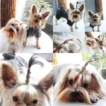 1000pcs/pack Elastic Pet Grooming Rubber Band Dog Headwear Teddy DIY Hair Bows Grooming Hairpin Hair Accessories - Image 2