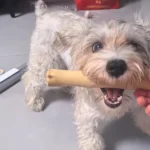 1 PC Natural Coffee Wood Dog Chew Stick Durable Dental Teeth Cleaning Molar Toy for Pet Small Large Dogs Stress Relief Teething - Image 6