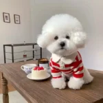 Summer Polo Shirt for Dogs Puppy Clothes Bichon Frise Chihuahua Stripe Dog Sweatshirt Dog Cooling Vest for Small and Medium Dogs - Image 4