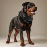 Fashion Anti Bite Rivet Sturdy Pu Leather Pet Collar Bulldog Domineering Adjustable Collar for Medium and Big Dog Pet Supplies - Image 3