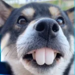 False Teeth For Dog Funny Dentures Pet Decorating Supplies Halloween Cosplay Humans And Vampires Toys Tricky Funny Dentures - Image 5