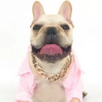 Gold Plastic Plated Collars for Dogs Electroplated Dog Chain for Pitbull Fashion Jewelry Dog Accessories for French Bulldog - Image 3