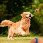 Dog Toy Ball Dog Fetch Ball Toy Tough Pet Ball Puppy Chew Toy Solid Elastic Jumping Ball Pet Accessories For Large Medium Small - Image 2