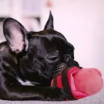 Durable Plush Squeaky Slipper Chew Toy Colorful Cartoon Dog Toys Animal Bite-Resistant Soft Interactive Pet Play Pet Supplies - Image 5