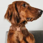 Dog Rope Walking Training Leash Neck Metal Buckle Pet Towing Rope Neck Collar Dog Chain Adjustable Linen Collar Rope Leash Set - Image 5
