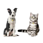 KIYUE ID Tag Custom Name Anti-lost Engraved Record Tel Cat Puppy Personalized Paw Print Medal Pendant Pet Dog Collar Accessory - Image 5