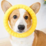 Bite Resistant Pet Chew Toys for Medium Large Dogs Interactive Big Dog Circle Pull Ring Greyhound Accessories Mascotas Supplies - Image 5