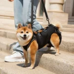 Summer Dog Lift Harness,Dog Assistance Strap,Adjustable Pet Support & Rehabilitation Sling Lift,for Joint Injuries,Disabled Dogs - Image 5