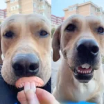 False Teeth For Dog Funny Dentures Pet Decorating Supplies Halloween Cosplay Humans And Vampires Toys Tricky Funny Dentures - Image 3