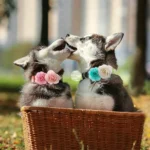 50/100ps Flower-Collar Slidable Pet Dog Bowties For Dogs Collar Accessories Flowr Bow Tie For Small Dog Cat For Dog Accessories - Image 2