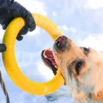 Bite Resistant Pet Chew Toys for Medium Large Dogs Interactive Big Dog Circle Pull Ring Greyhound Accessories Mascotas Supplies - Image 6