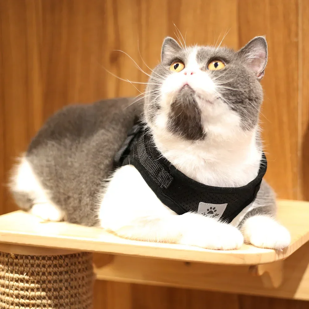 Cat Harness Lead Leash Set
