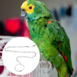 Stainless Steel Parrot Chain Leash Bird Foot Harness for Outdoor Flying Training Portable Lightweight Rust Resistant Wear Proof - Image 6