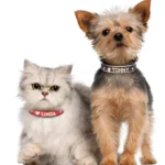 Personalized Small Dogs Chihuahua Collar Bling Rhinestone Dog Collars Free Custom Pet Dogs Cats Name Charms Pet Accessories - Image 7