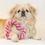 1PC Durable Handwoven Heart-Shaped Dog Chew Toy, Ideal for All Breeds, Teeth Cleaning & Playtime Fun