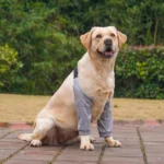 Dog Puppy Elbow Brace Protector Pet Soft Breathable Pain Relief Shoulder Support Elbow Sleeves Pads for Canine Elbow Wound - Image 6