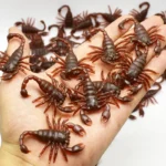 50/10/5PCS Fake Cockroach Centipede Scorpion Kids Trick Props Fake Roaches Plastic Bugs Toy Party Supplies Halloween Decoration - Image 2