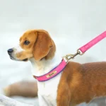 Customized Leather Dog Collar Leash Set Soft Padded Leather Collar For Small Medium Large Dogs With Free Engraved Nameplate - Image 5