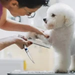 Safe and Precise Professional Pet Grooming Scissors with Round Head - Stainless Steel Dog Hair Shears for Effortless Trimming - Image 2
