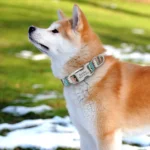 Personalized Dog Accessories Collar Nylon Printed Pet Puppy Collar Dog ID Collars Free Engraved ID for Small Medium Large Dogs - Image 6