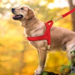 Personalized Dog Harness No Pull Dog Harnesses Adjustable Pet Walking Training Vest For Medium Large Dogs Bulldog Free Engraving - Image 5