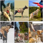 Tactical Dog Harness Military No Pull Pet Harness Vest For Medium Large Dogs Training Hiking Molle Dog Harness With Pouches - Image 5