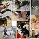 Dog Harness NO PULL Reflective Breathable Adjustable Pet Harness For Dog Vest ID Custom Patch Outdoor Walking Dog Supplies - Image 6