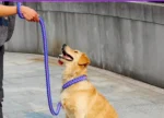 High Quality Upgraded color collar Large Dog German Shepherd walk the dog P chain necklet Pet For Medium and large Dogs - Image 6